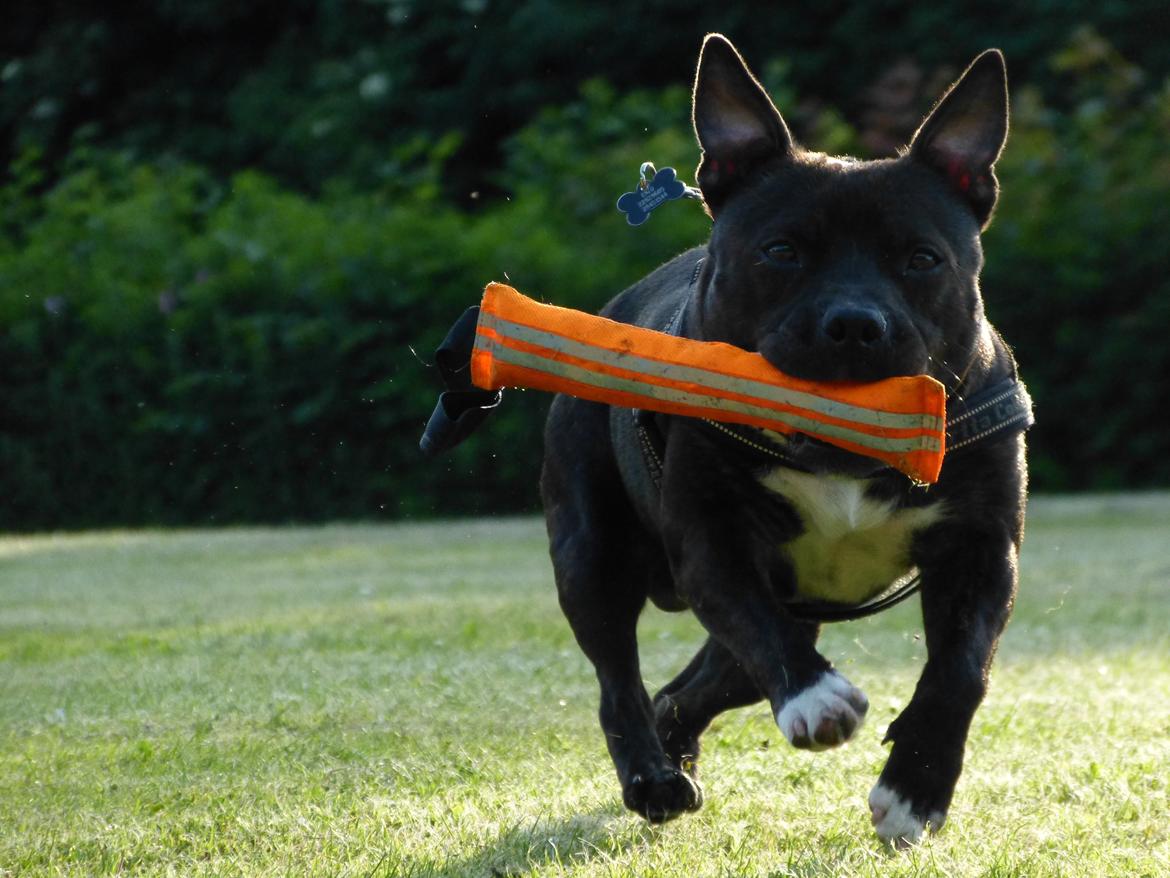 Staffordshire bull terrier Enzo - 2 år gammel billede 13