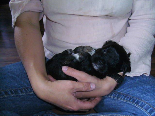 Lhasa apso Sativa - Ca. 1 mdr gammel! billede 1