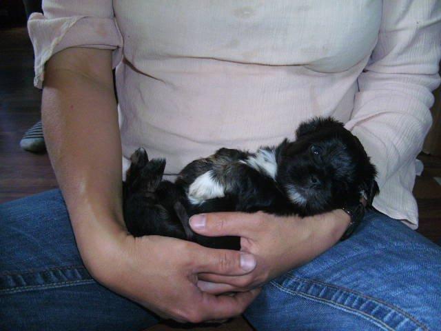 Lhasa apso Sativa billede 2
