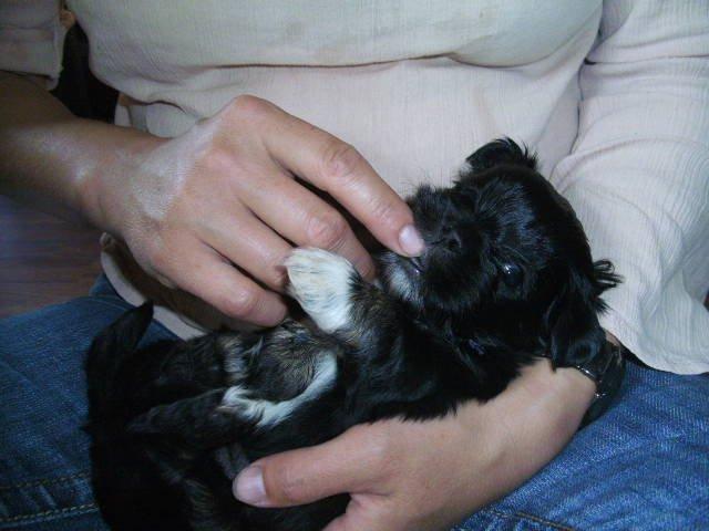 Lhasa apso Sativa billede 3