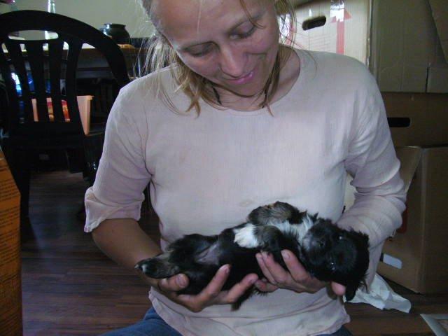 Lhasa apso Sativa billede 4