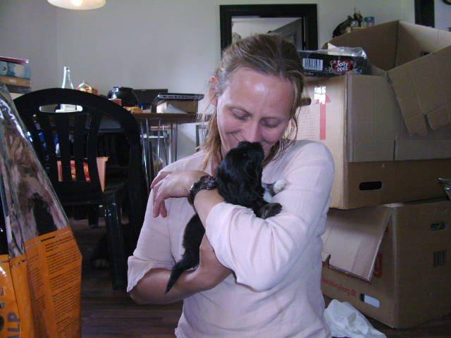 Lhasa apso Sativa billede 5