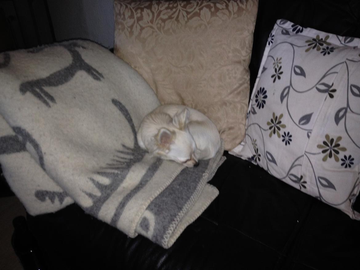 Chihuahua Carla billede 2