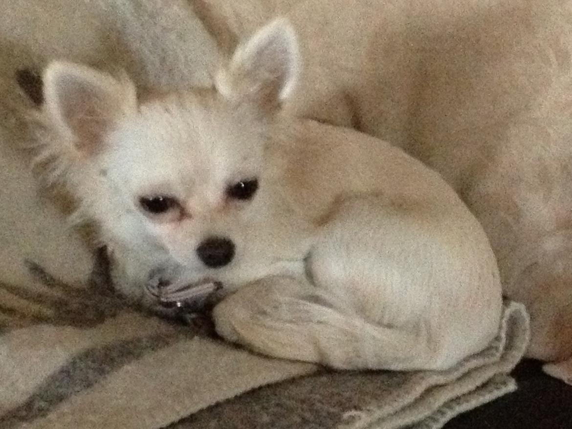 Chihuahua Carla billede 3