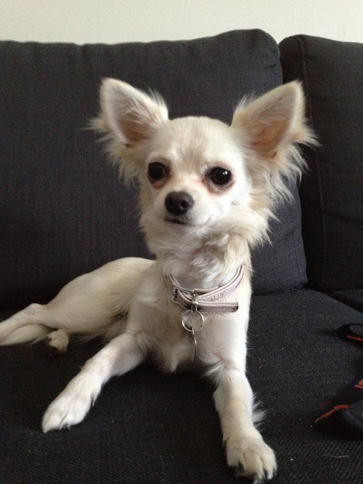 Chihuahua Carla billede 4