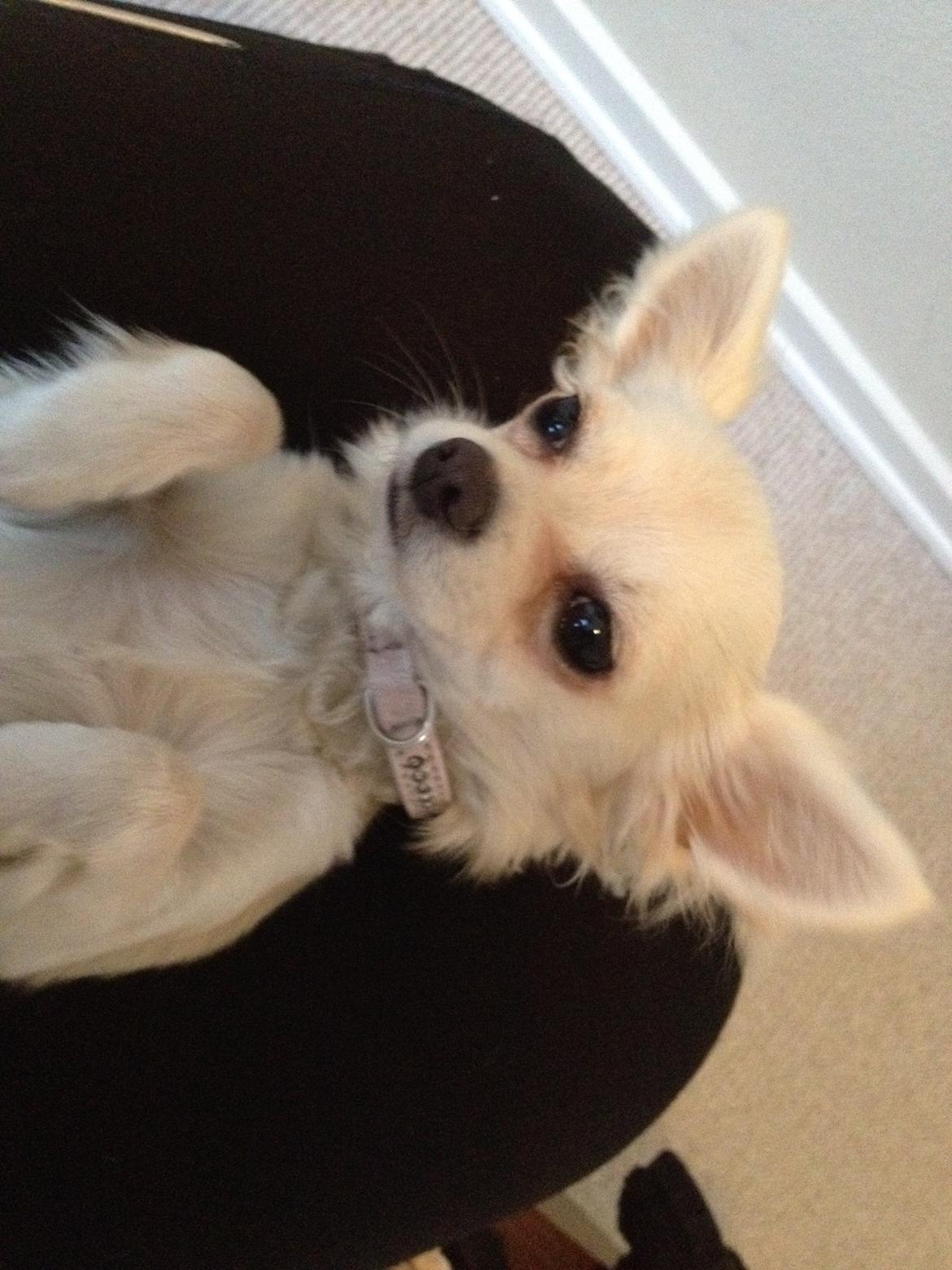 Chihuahua Carla billede 5