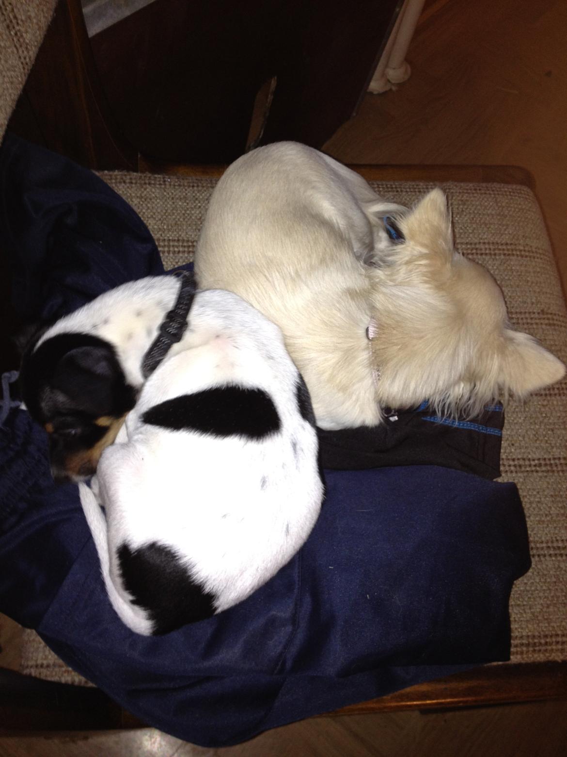 Chihuahua Carla billede 6