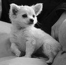 Chihuahua Carla billede 7