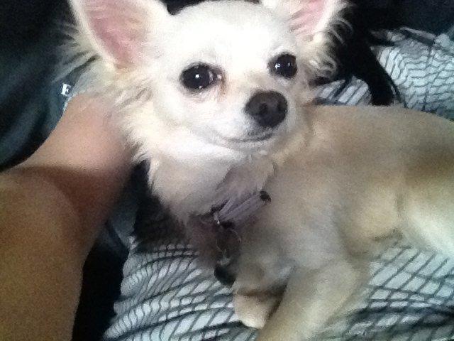 Chihuahua Carla billede 8