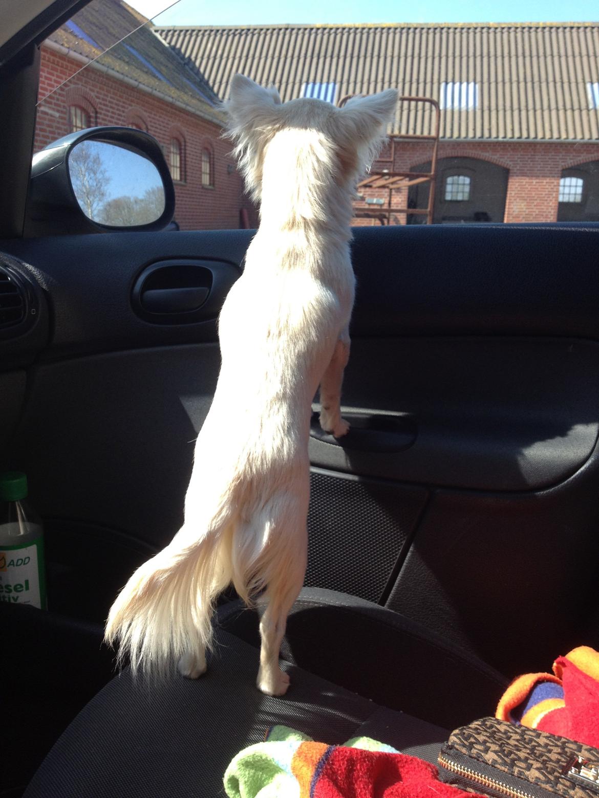 Chihuahua Carla billede 9