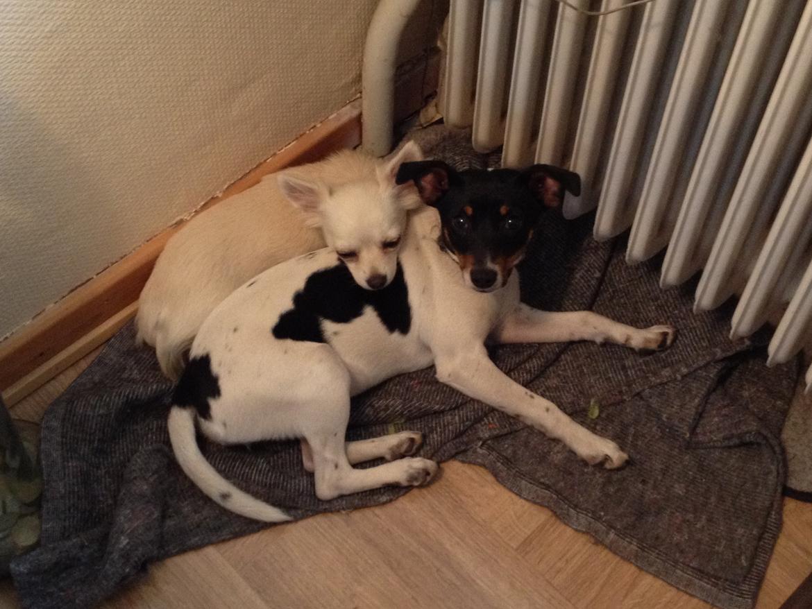 Chihuahua Carla billede 10