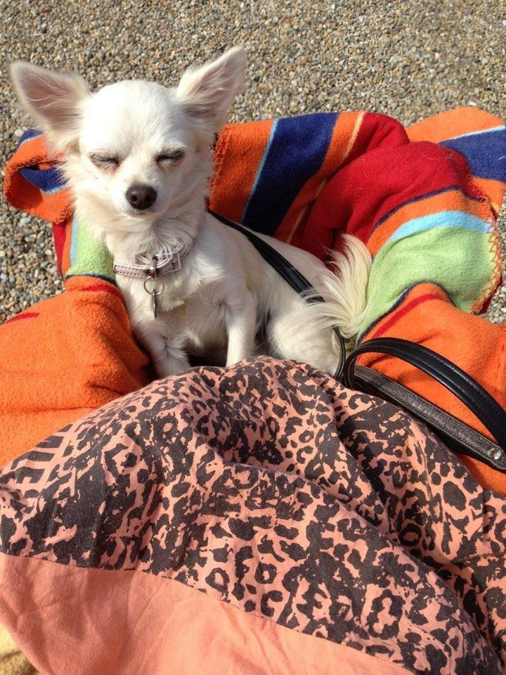 Chihuahua Carla billede 1