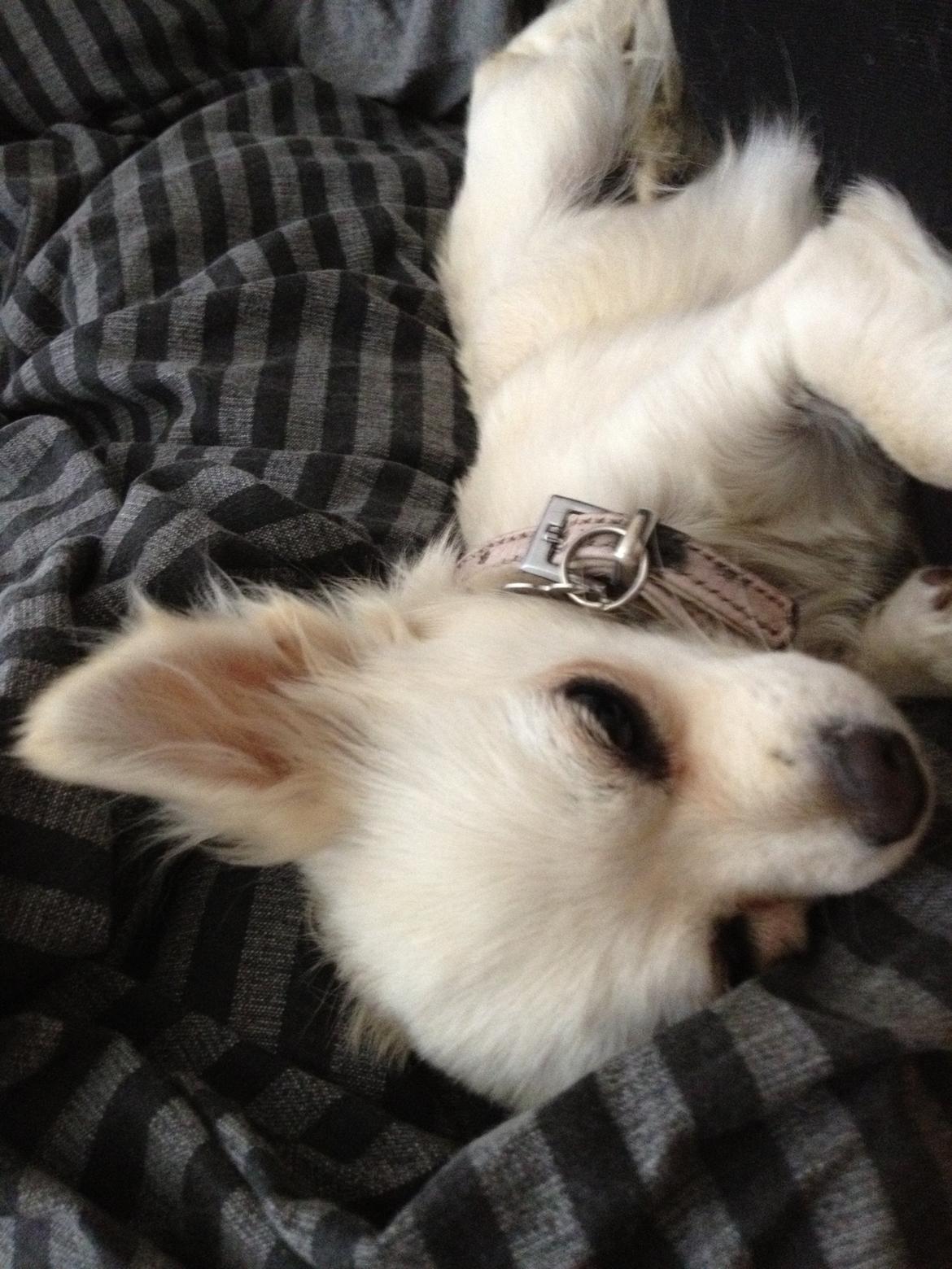 Chihuahua Carla billede 11