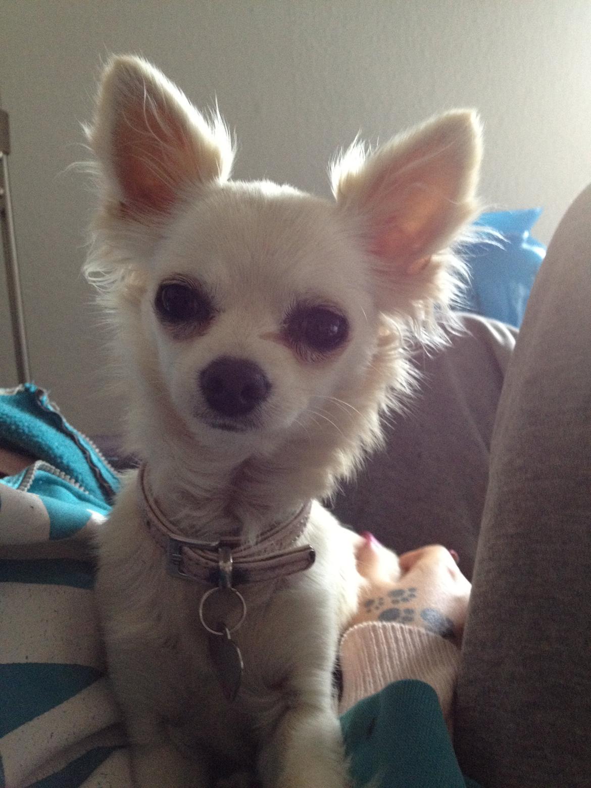 Chihuahua Carla billede 12