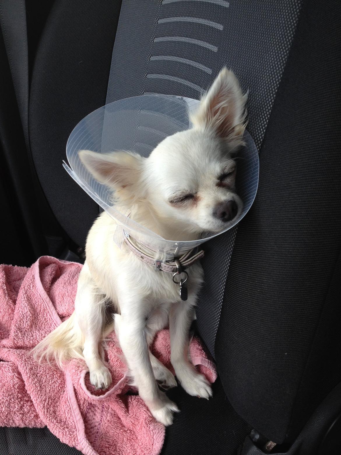 Chihuahua Carla billede 13