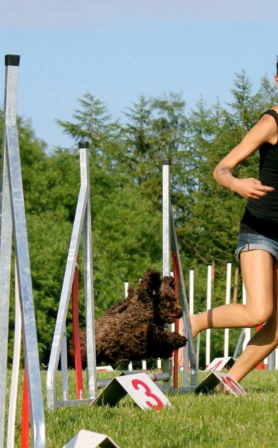 Dværgpuddel Pirrelige Phyt - Det der Agility, det er lige mig!! billede 11