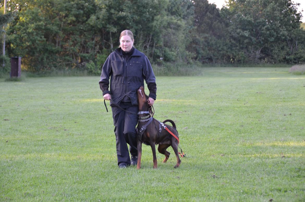 Dobermann Brown Chief Ayden billede 4