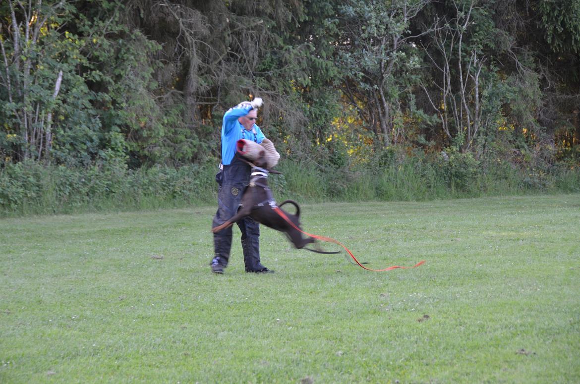 Dobermann Brown Chief Ayden billede 5