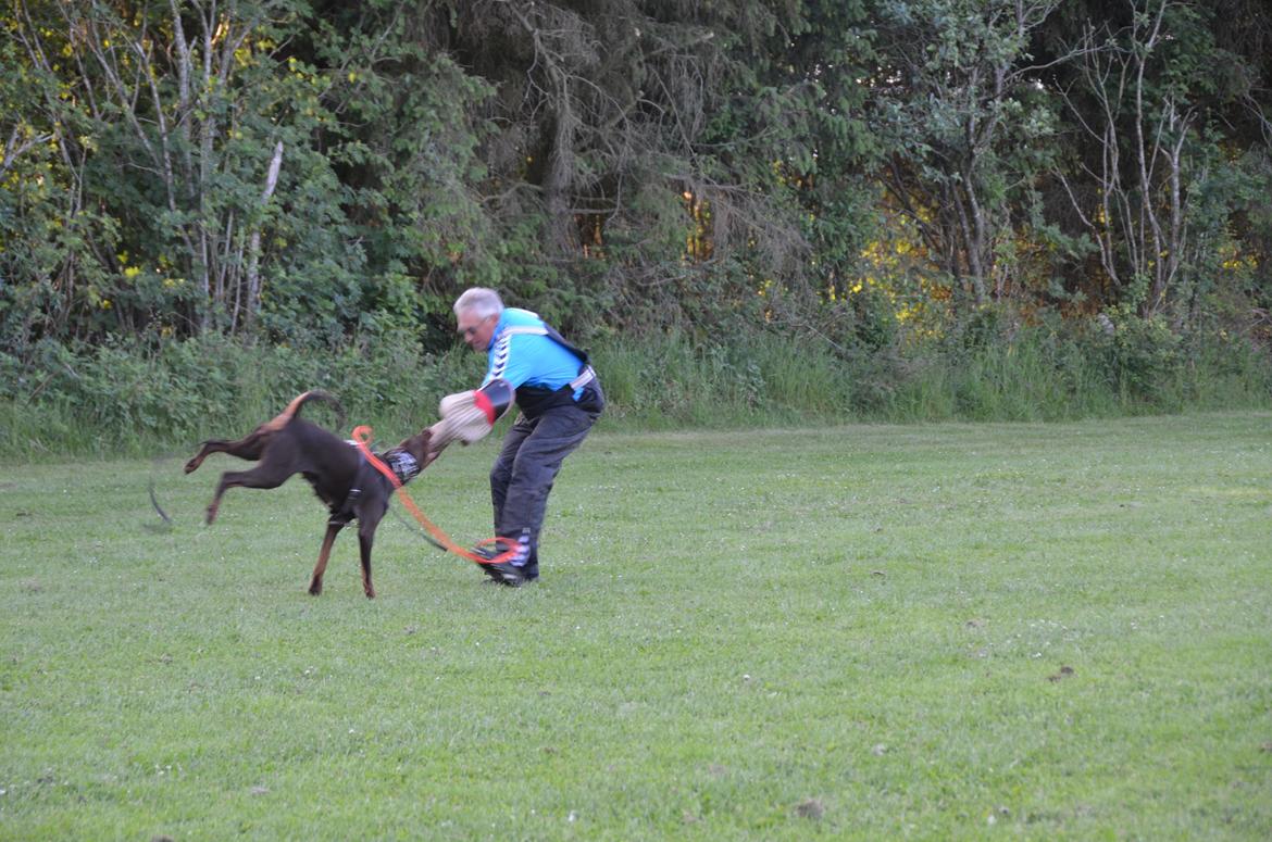 Dobermann Brown Chief Ayden - bidearbejde 16 mdr billede 3