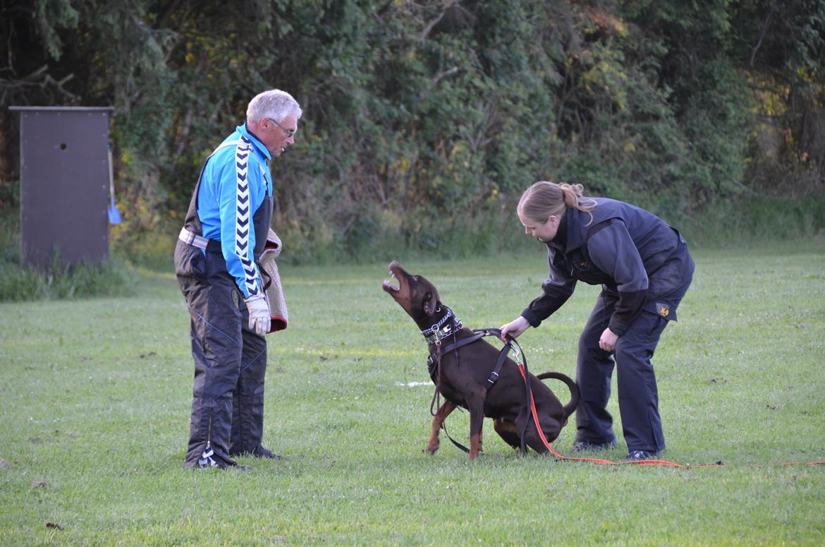 Dobermann Brown Chief Ayden billede 6