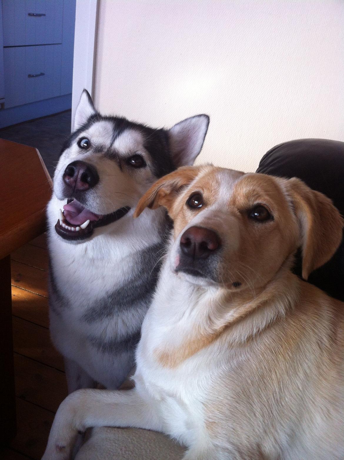 Blanding af racer Molly :-) billede 3