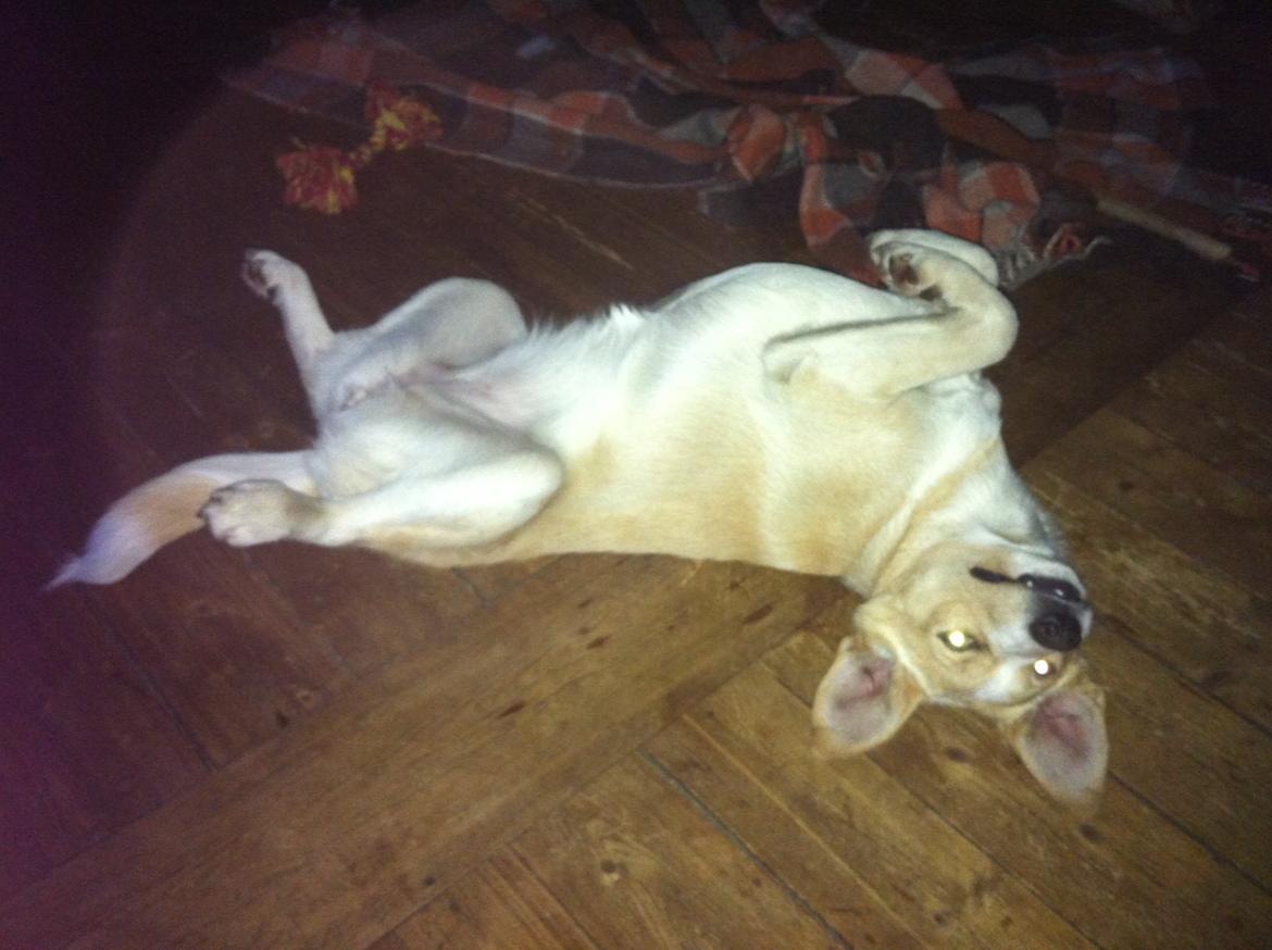 Blanding af racer Molly :-) billede 5