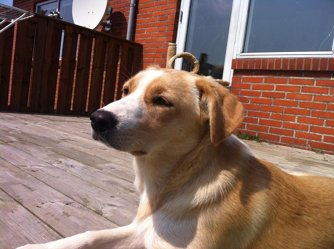 Blanding af racer Molly :-) billede 2