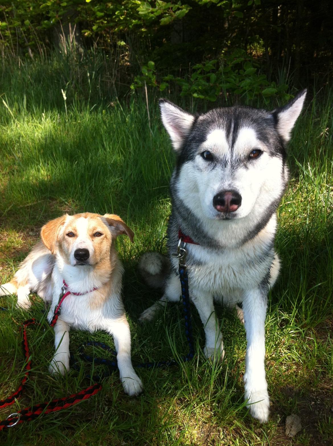 Blanding af racer Molly :-) billede 6