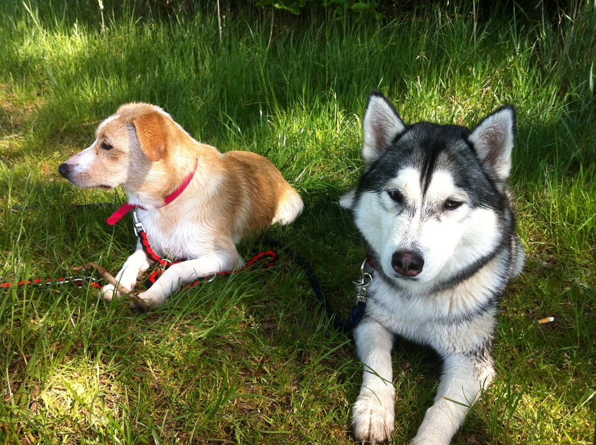 Blanding af racer Molly :-) billede 7