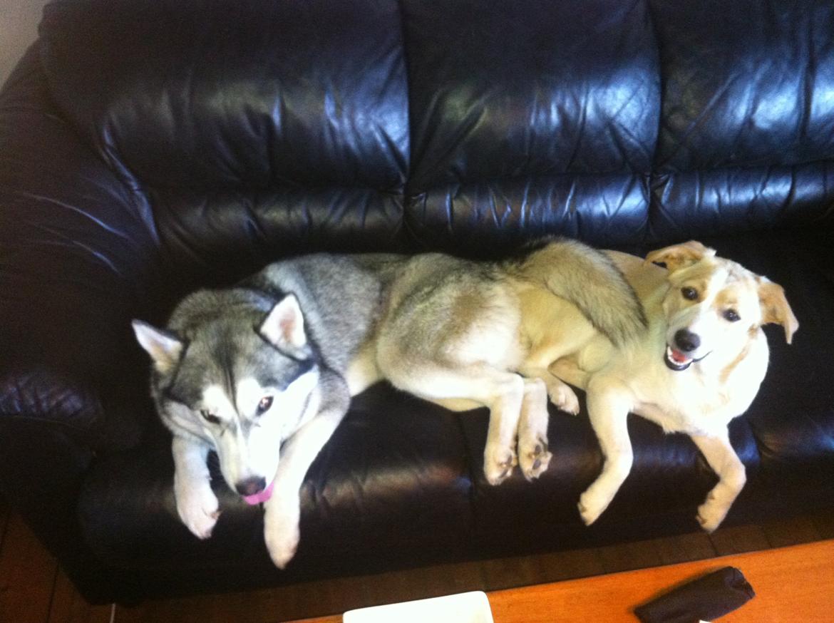 Blanding af racer Molly :-) billede 9