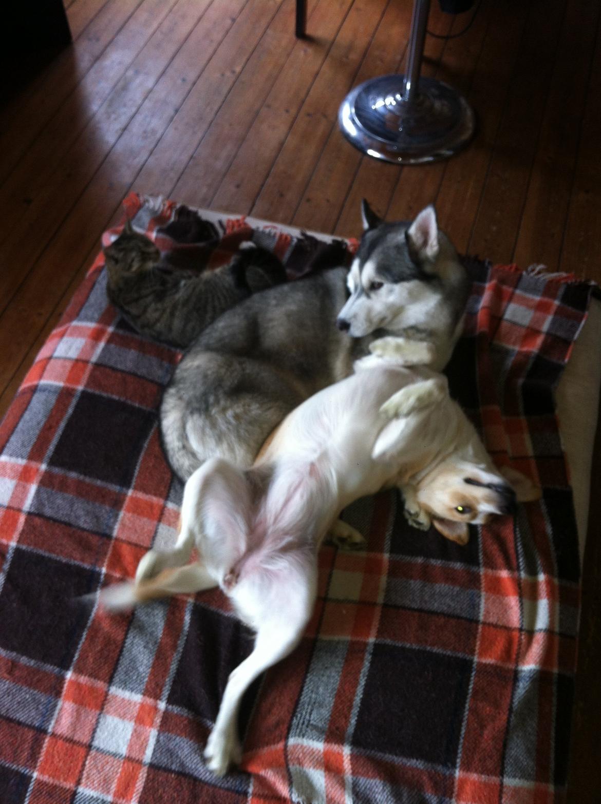 Blanding af racer Molly :-) billede 10