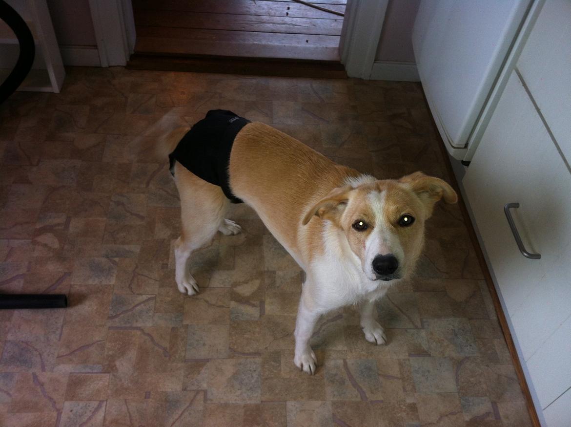 Blanding af racer Molly :-) billede 12