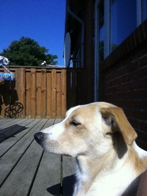 Blanding af racer Molly :-) billede 13