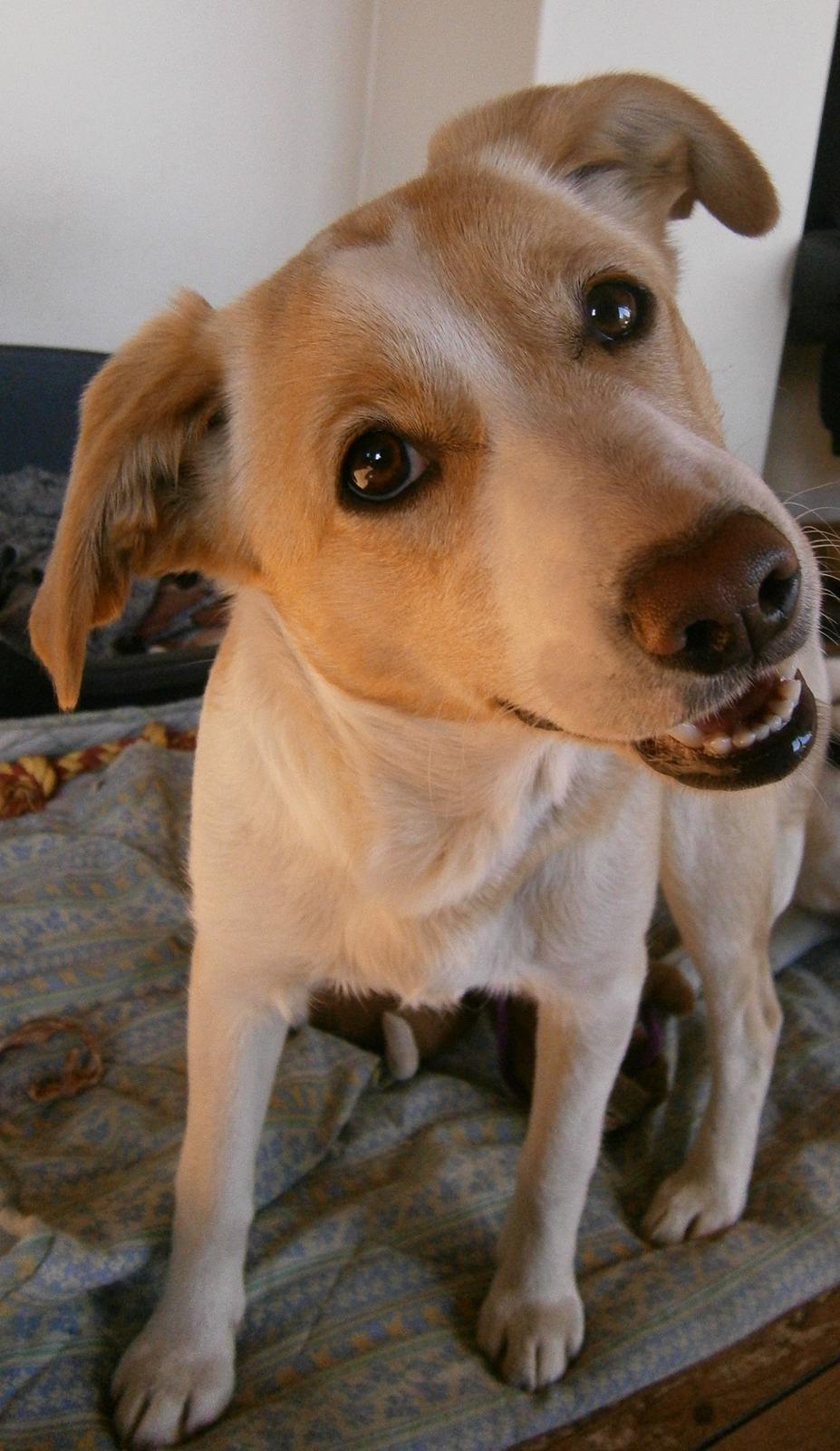 Blanding af racer Molly :-) billede 14