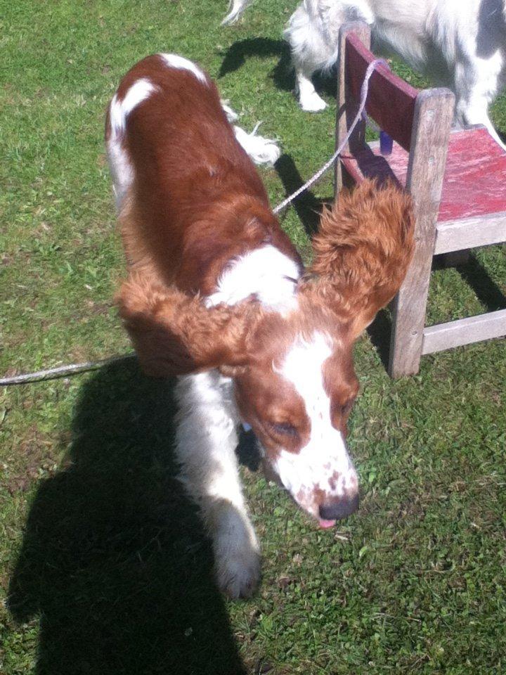 Welsh springer spaniel Thilde billede 1