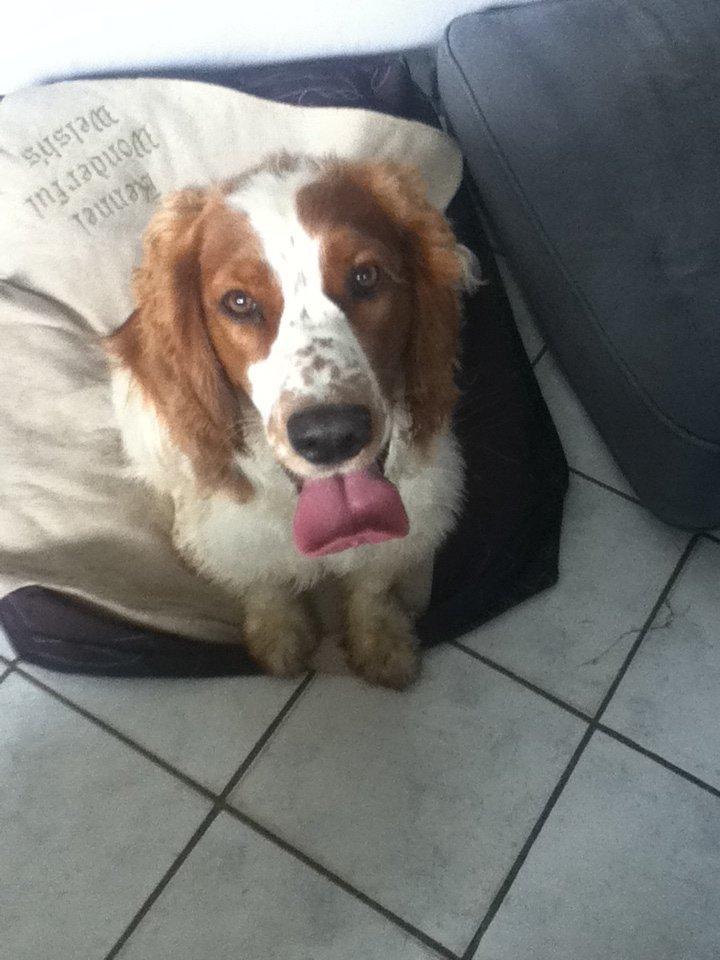 Welsh springer spaniel Thilde billede 2