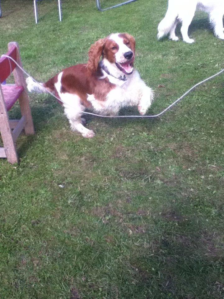 Welsh springer spaniel Thilde billede 3