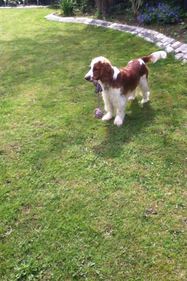 Welsh springer spaniel Thilde billede 4