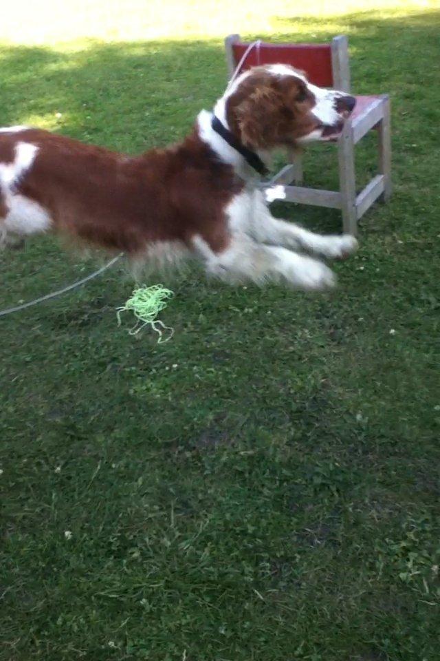 Welsh springer spaniel Thilde billede 5