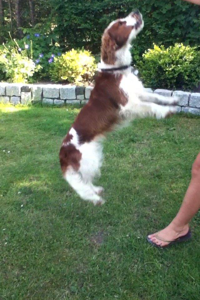 Welsh springer spaniel Thilde billede 6