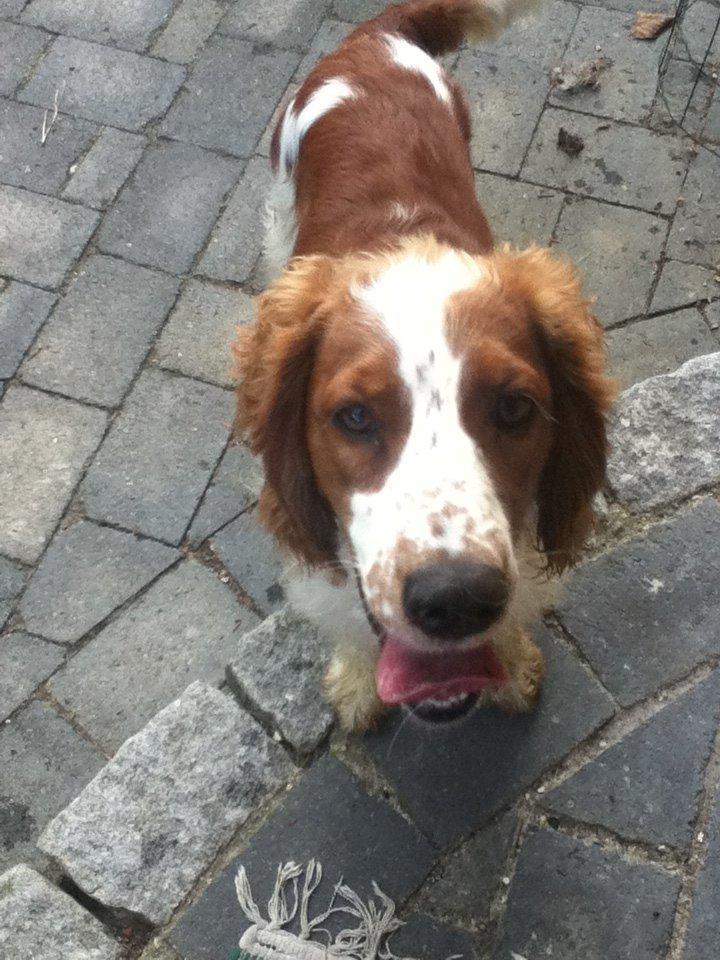 Welsh springer spaniel Thilde billede 7