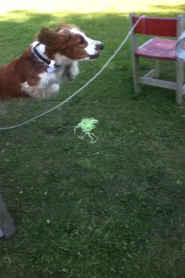 Welsh springer spaniel Thilde billede 9