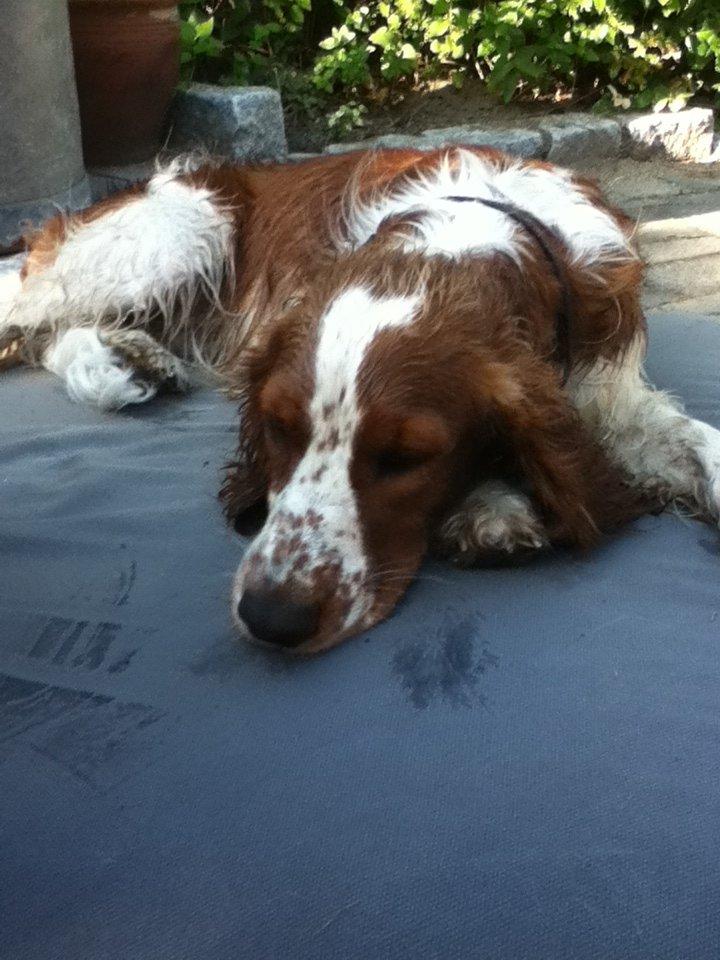 Welsh springer spaniel Thilde billede 10