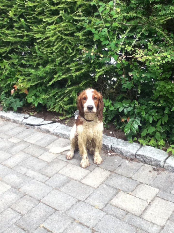 Welsh springer spaniel Thilde billede 11