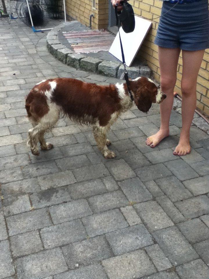 Welsh springer spaniel Thilde billede 12