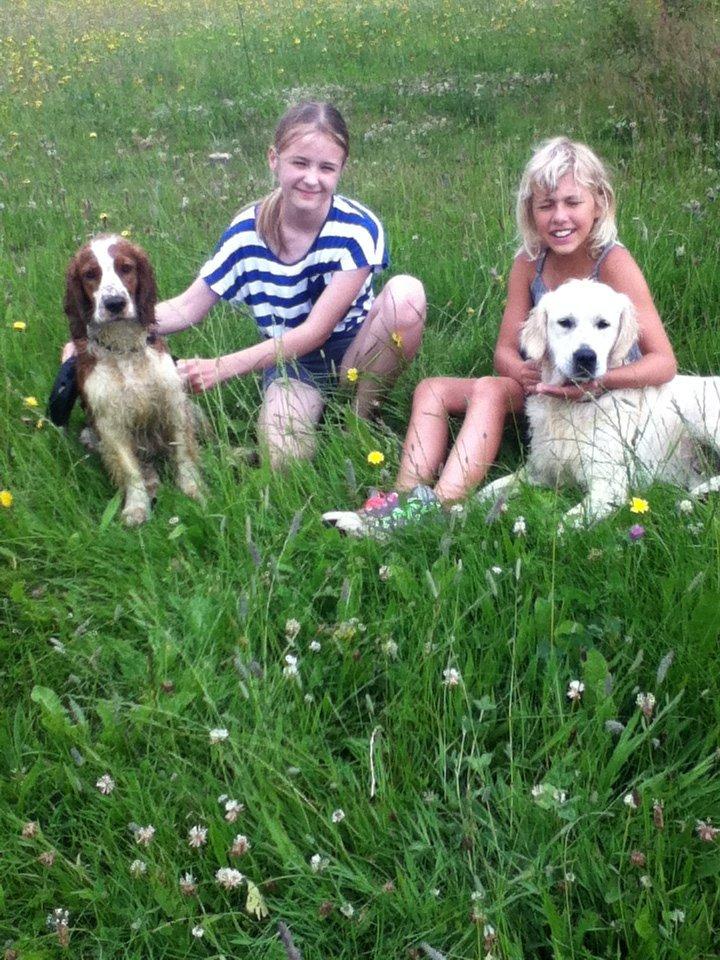 Welsh springer spaniel Thilde billede 13