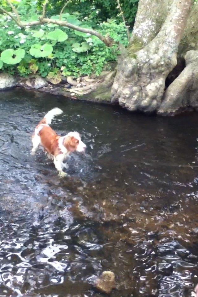 Welsh springer spaniel Thilde billede 14