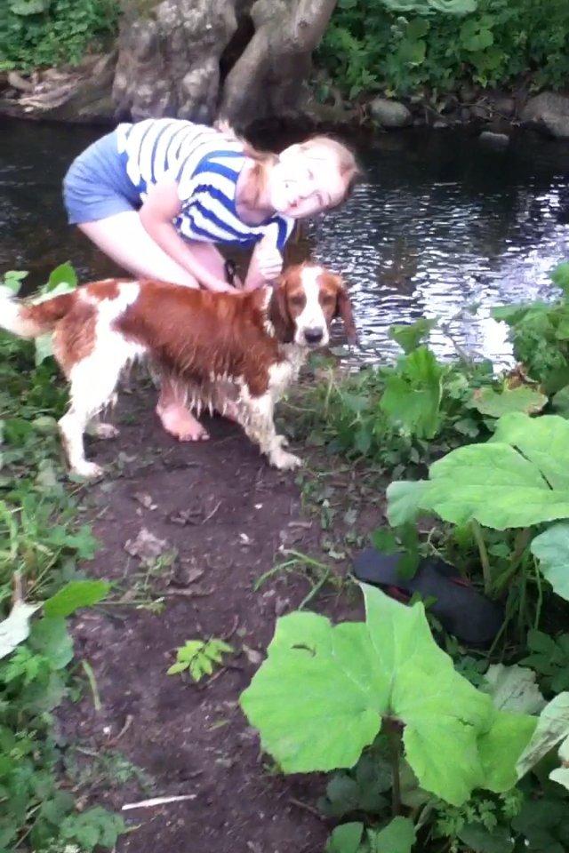 Welsh springer spaniel Thilde billede 15