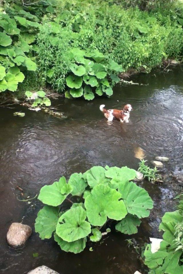 Welsh springer spaniel Thilde billede 16