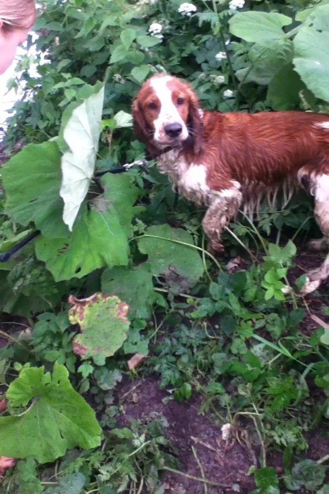 Welsh springer spaniel Thilde billede 17